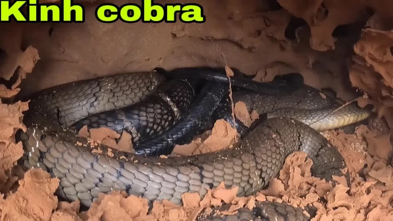 Wild Snake Hunting|Snake Hunt Adventure