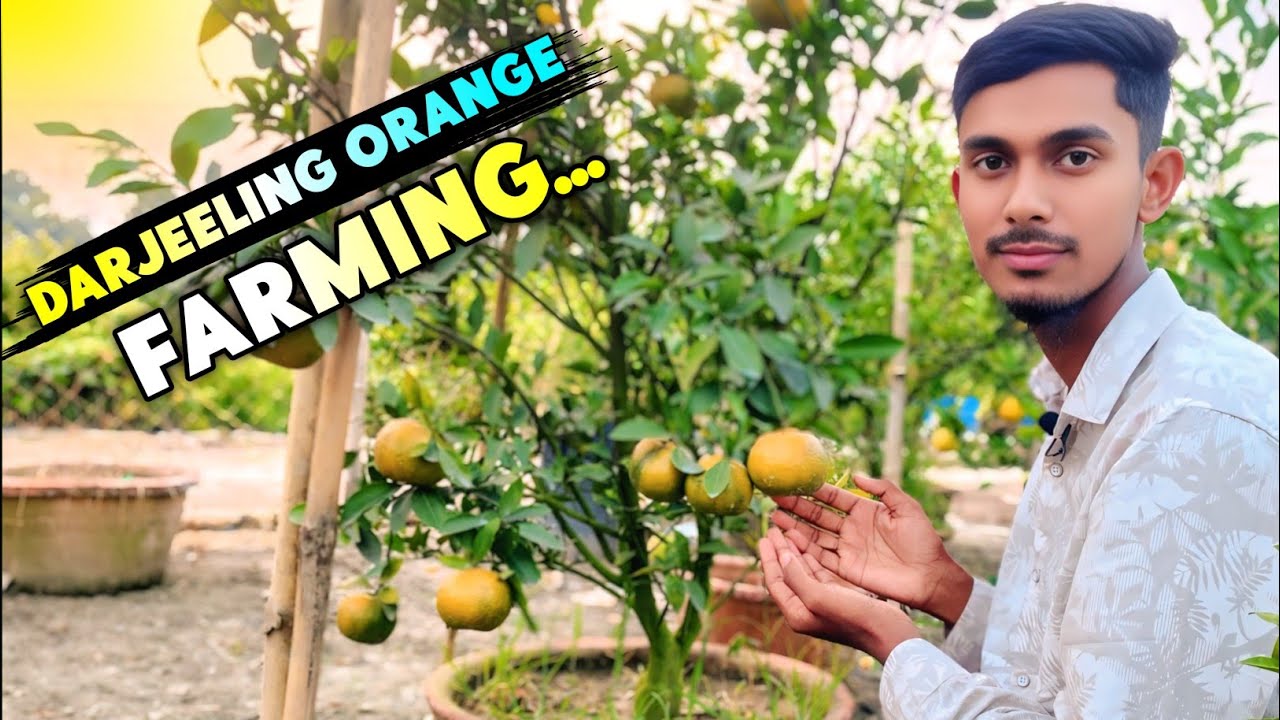 Darjeeling Giant Orange Farming | Orange Farming | Best Commercial Orange Verity 