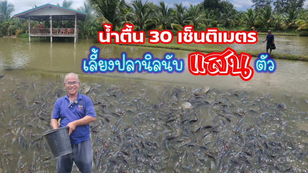 น้ำลึก​ 30 เซ็นเลี้ยงปลานิลนับแสน!!  สุดยอดผู้ใหญ่บ้านทำเกษตร​ ตอนแรกคนหาว่าบ้า....