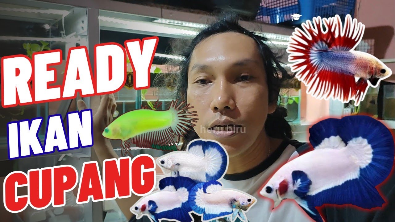IKAN CUPANG 17 FEBUARI 2026 #herubiru 