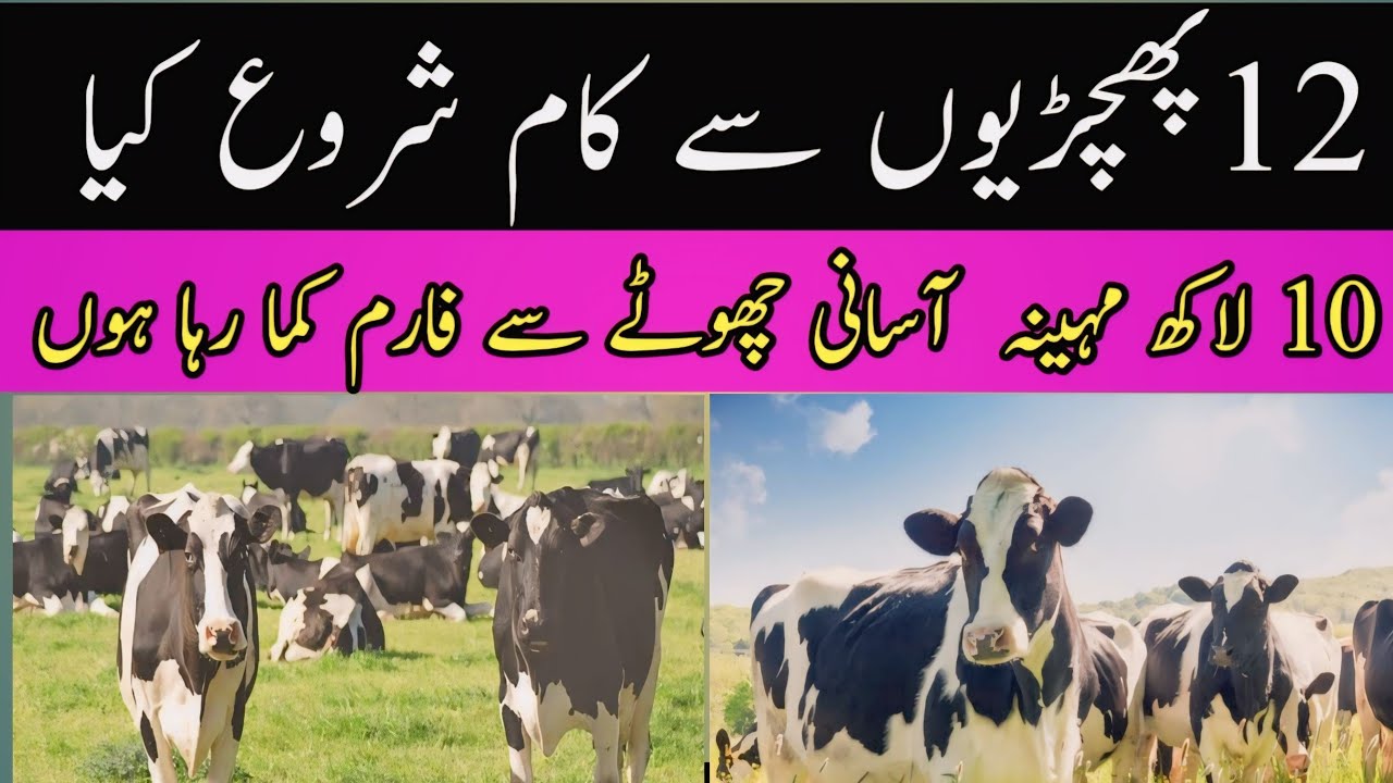 Bachri Farming plan in 10 month preagnt | Bachri Farming | American and fresian cow babies @GOAT