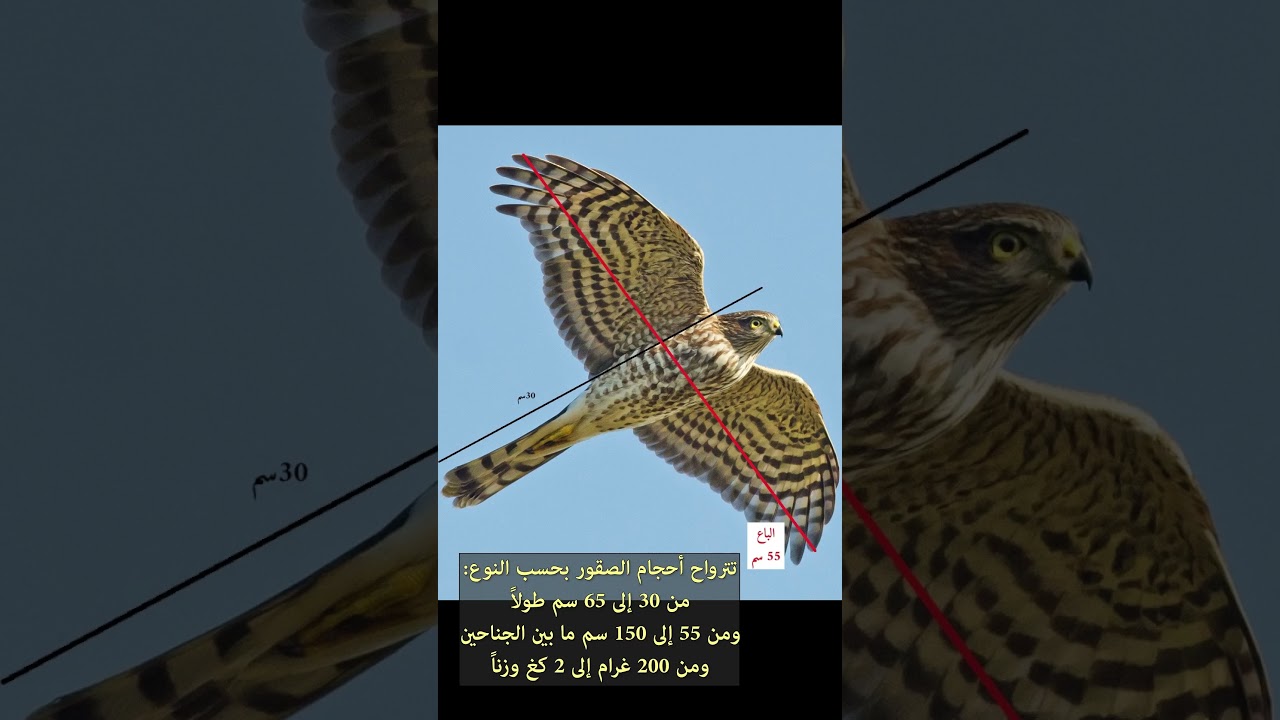 الصقر الباز الباشق  #الحيوانات #عشقالطبيعه #اكسبلور #طبيعة #معلومات #animals #صقر #بازي #باشق Hawk
