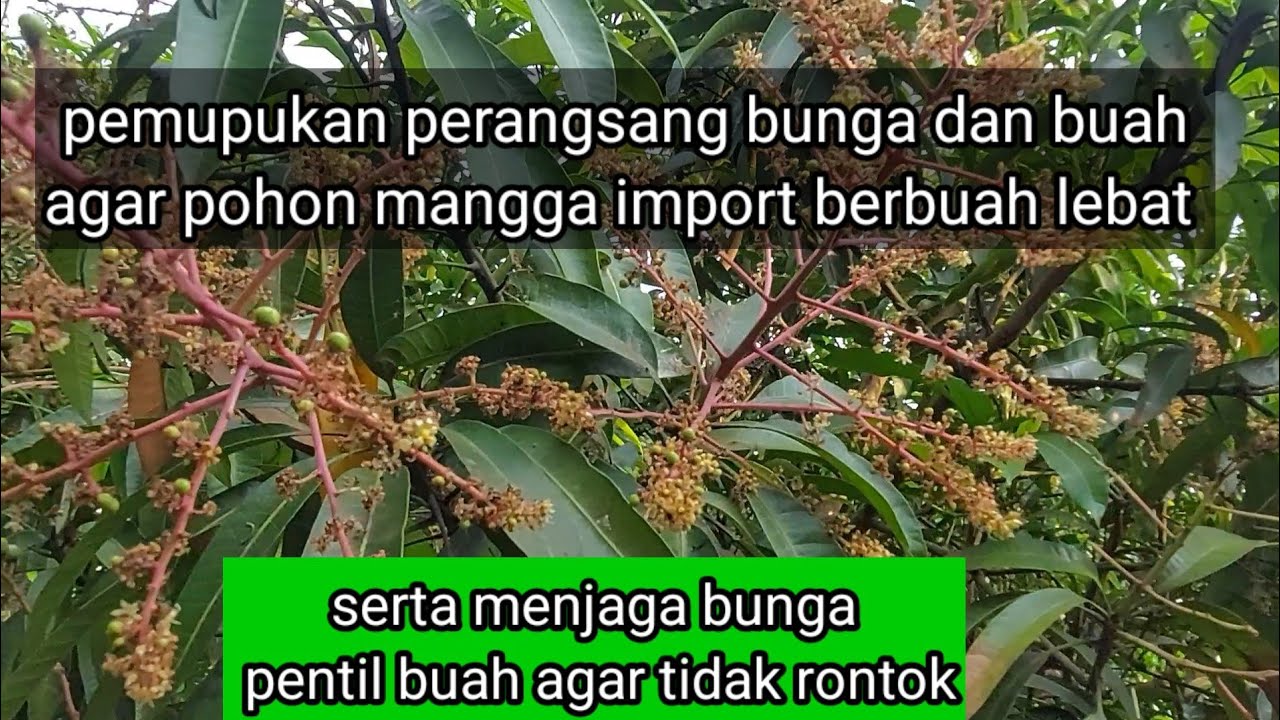 Pemupukan perangsang bunga dan buah pohon mangga import agar berbuah lebat #manggamiyazaki
