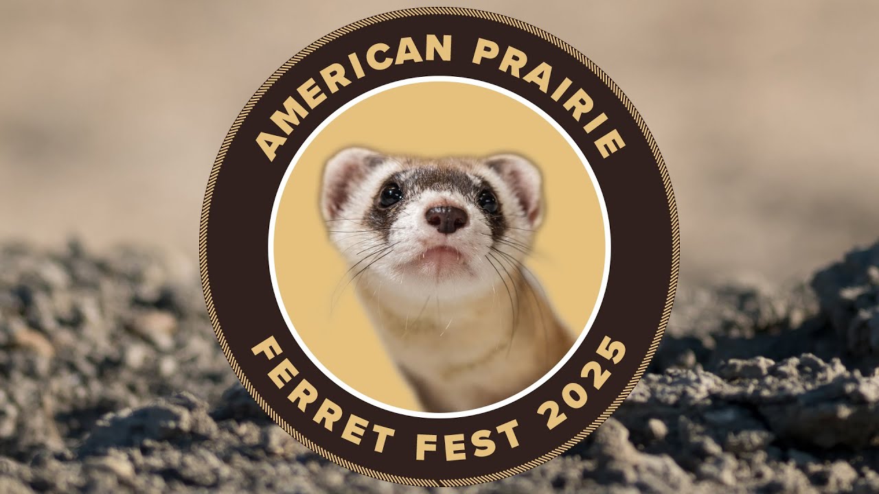 The Amazing Black-Footed Ferret: An Exhibit Opening and Celebration