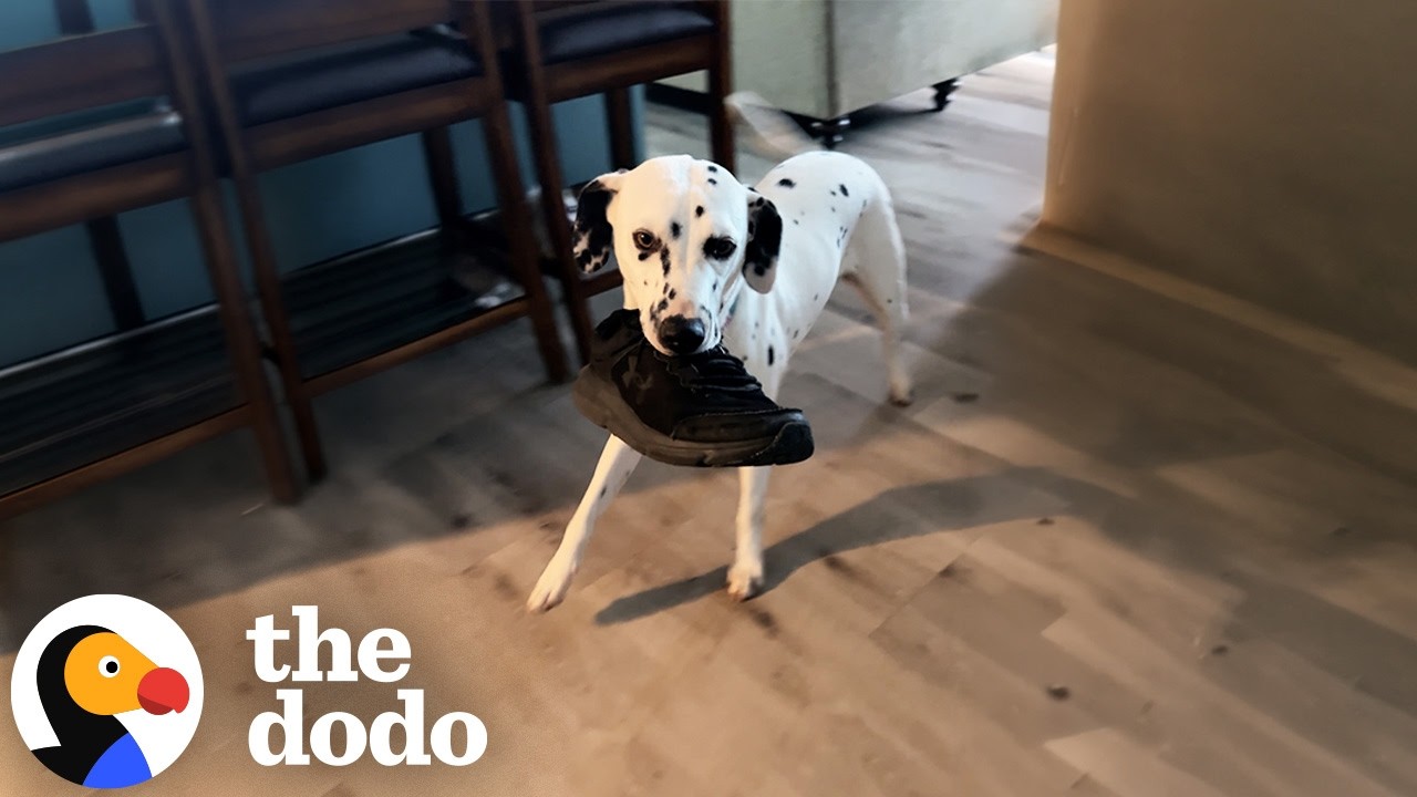 Гай исполнил свою детскую мечту и принёс домой далматина | The Dodo