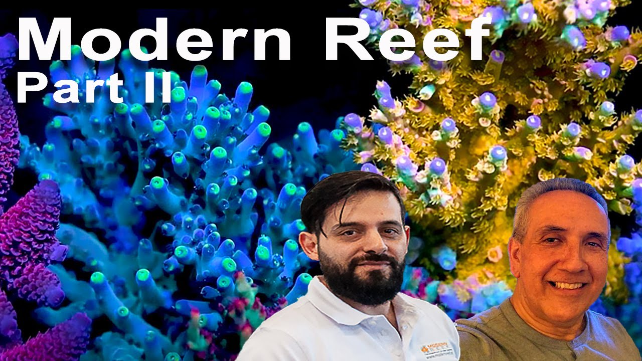 VargasReef Chronicles: Измените свою игру на REEF с помощью Modern Reef!