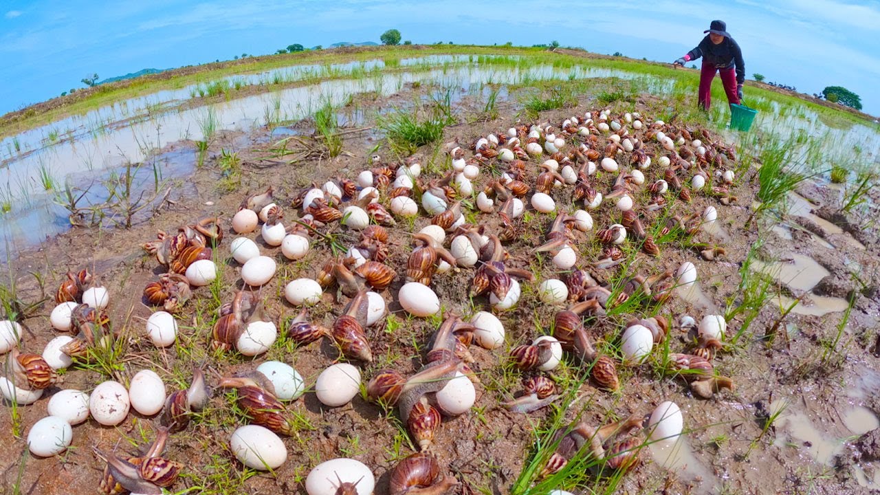 The Life Cycle of the Giant Land Snail: Mass Spawning