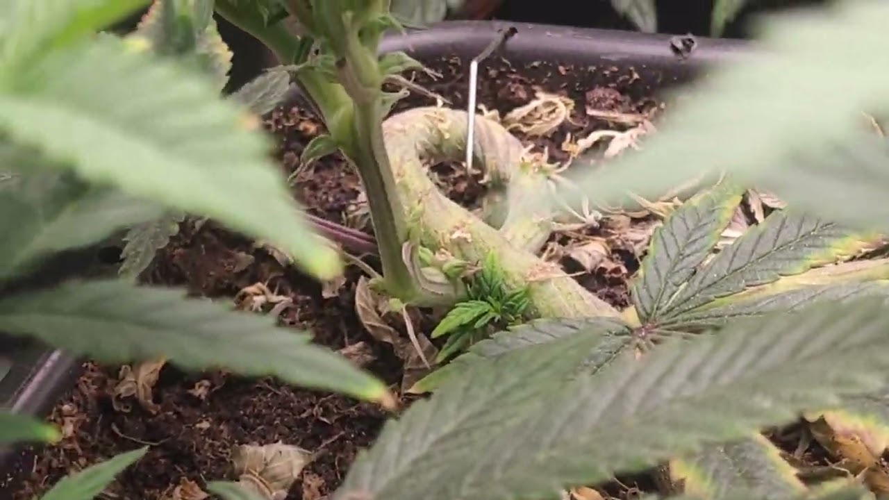 gelato week 6 flower, pot of gold week 4 flower, biscotti mintz week 1 flower