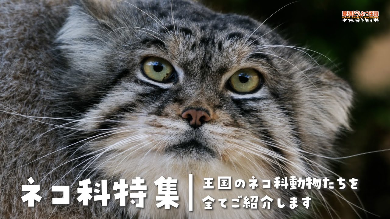 【ネコ科特集】王国のネコ科動物たちをご紹介