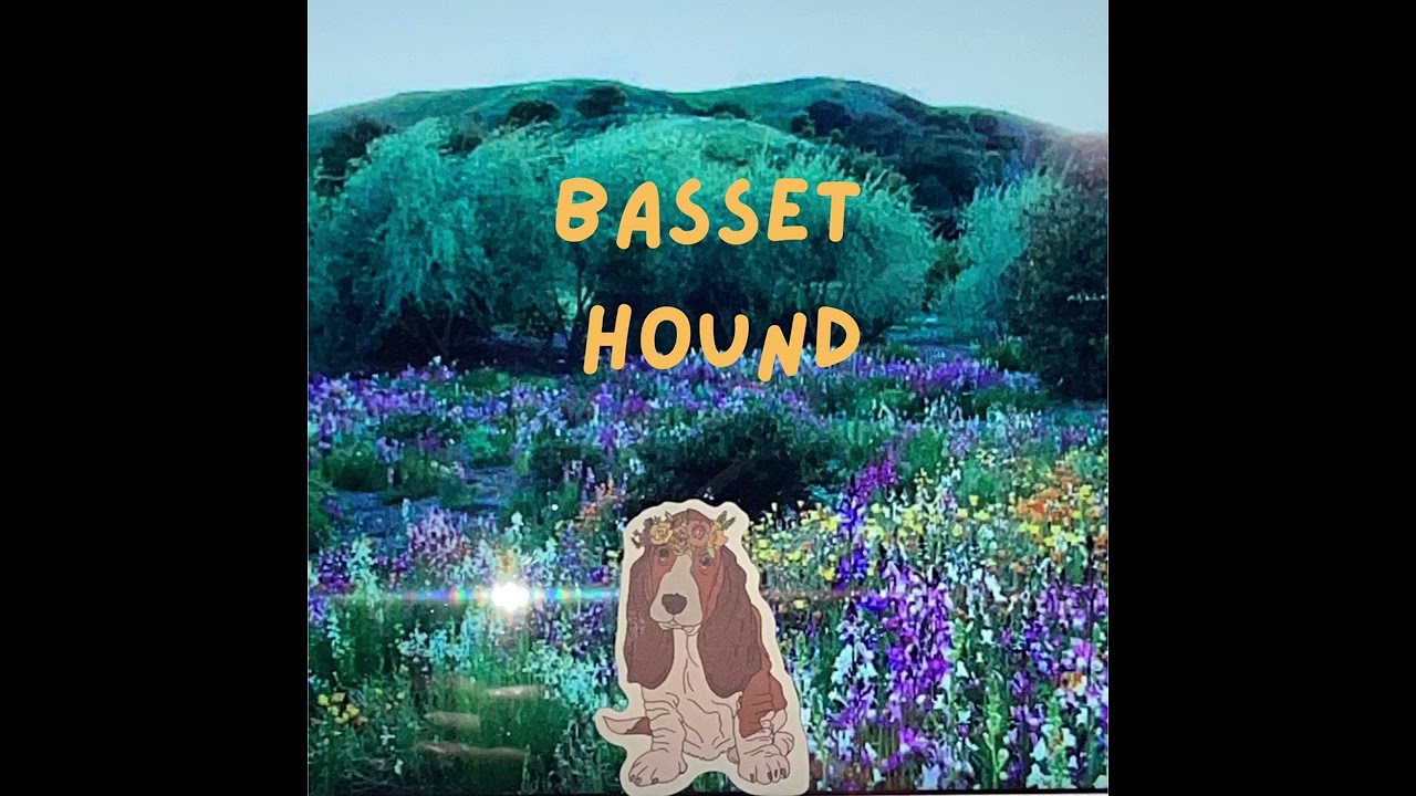 Basset Hound reprise
