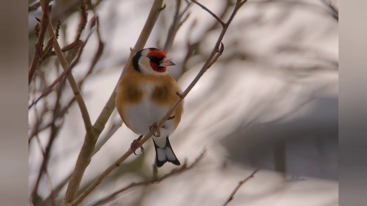 CD εκπαιδευτικο καρδερινας vol 5 (European Goldfinch song, chardonneret)