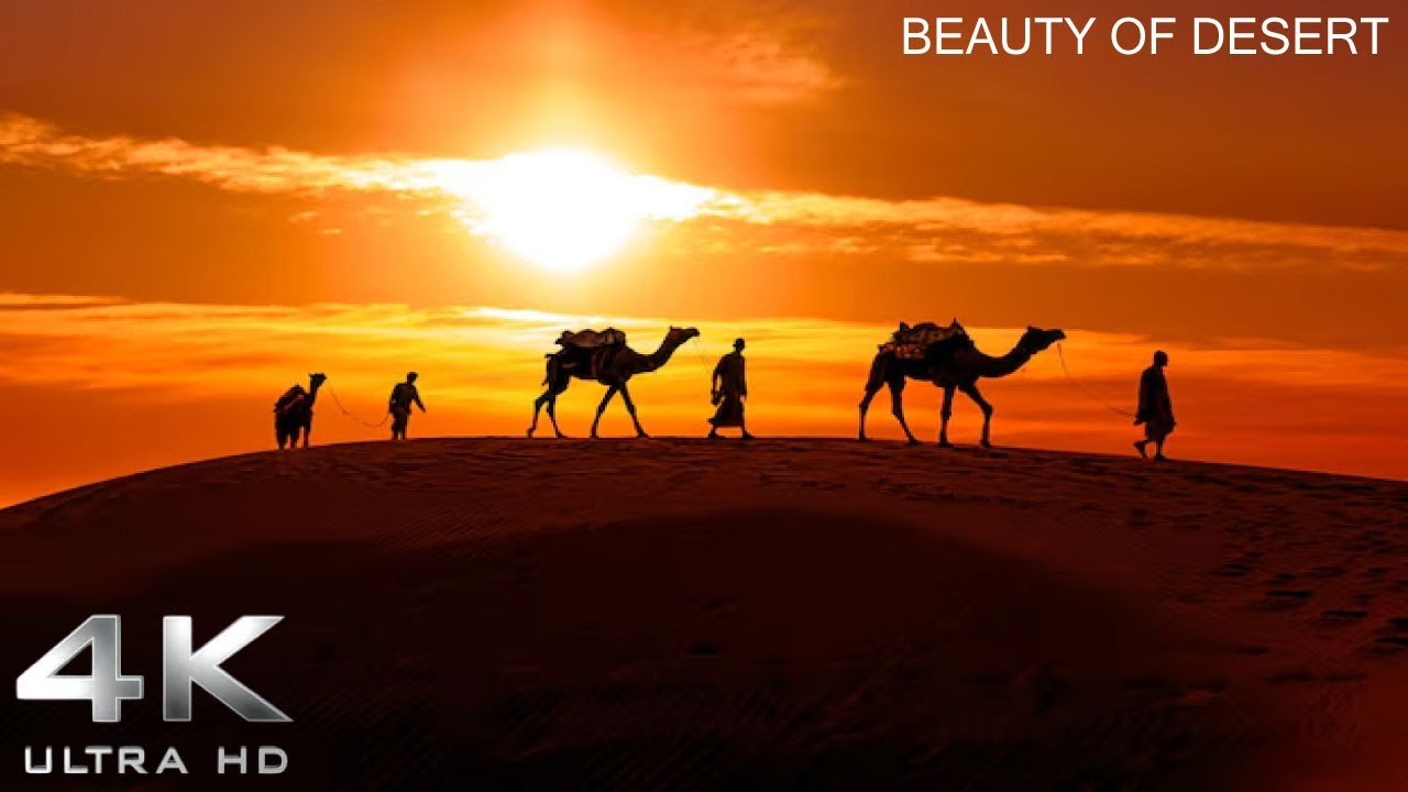 Desert Beauty | Camel Ride Through Golden Sands