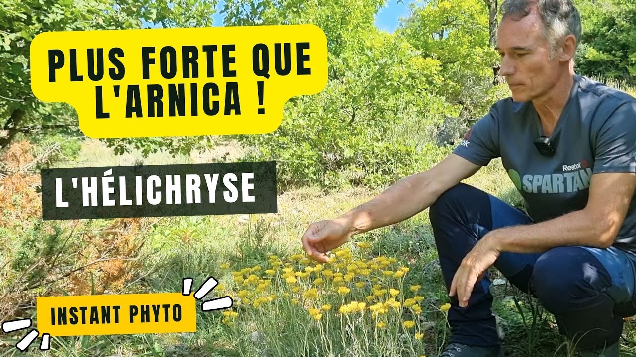 L' hélichryse, mieux que l'arnica !