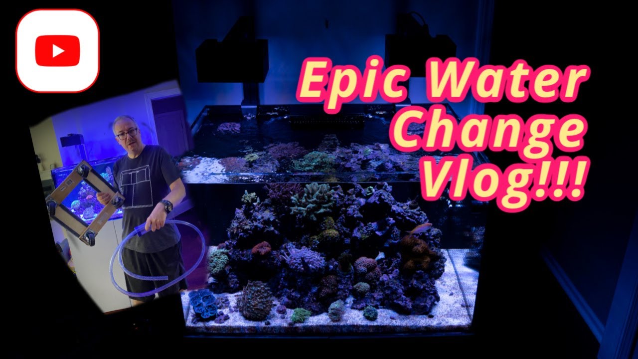 How I Do A Water Change In My Waterbox Reef Tank! In 4K.