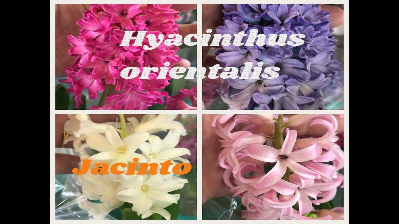 Jacinto ou Hyacinthus orientalis
