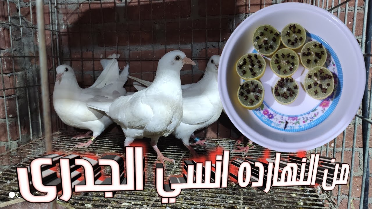 روتين اليوم التخلص من الناموس وجدرى الحمام بشكل أمن ومتابعه كتاكيت الفراخ البلدى