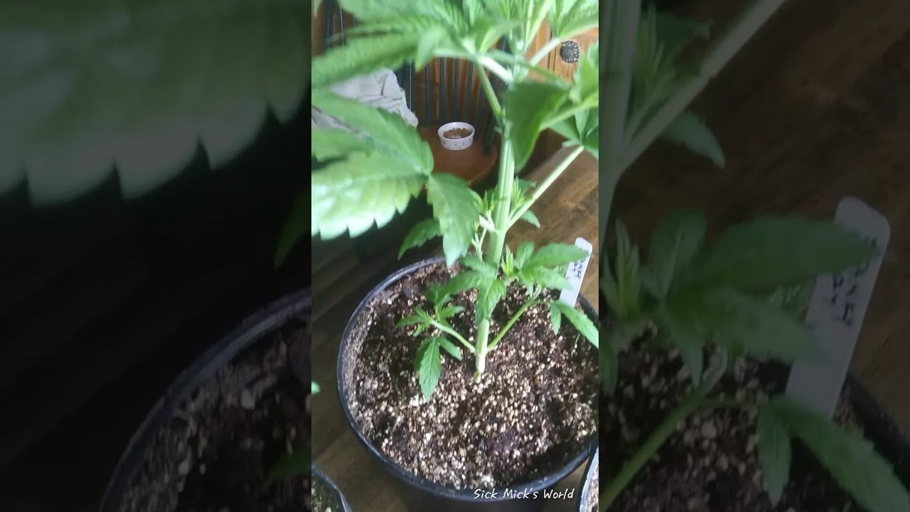 Sick Mick's _ TwizTD RooTZ Indoor Grow Series Episode #6 