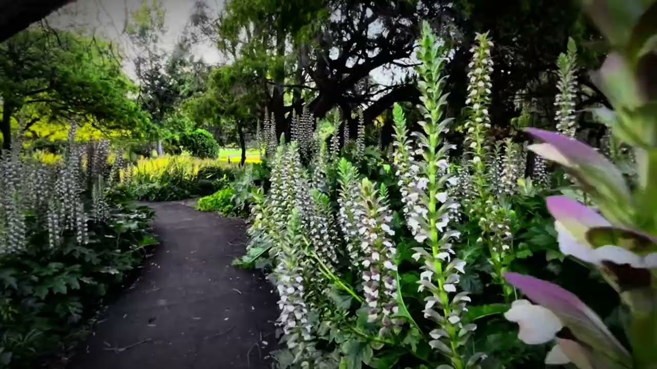 Adelaide Qingdao Rose Garden 2025 | Relaxing 4K Nature Walk with Calm Music