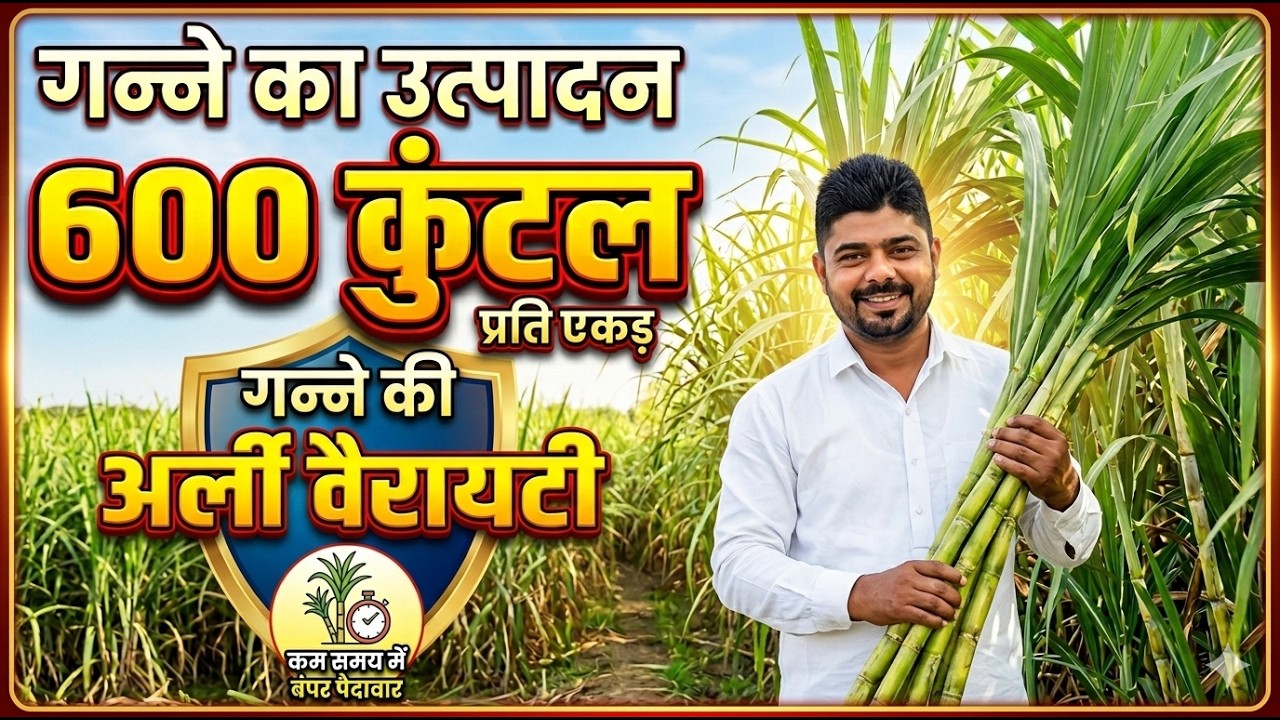 गन्ने का उत्पादन 600 कुंटल प्रति एकड़ देने वाली 3 अर्ली वैरायटी। Sugarcane Best Variety in 2026