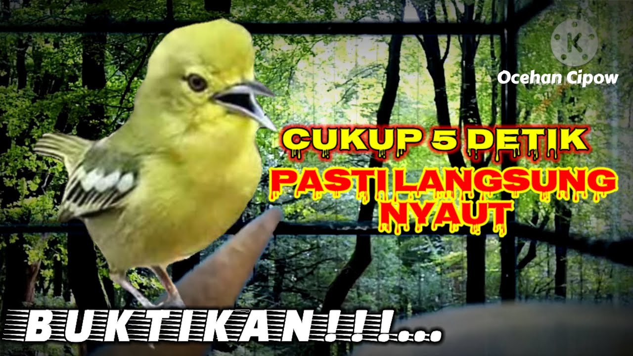 Pancingan wajib agar sirtu bahan/hasil ombyokan cepat bunyi dan cepat gacor.