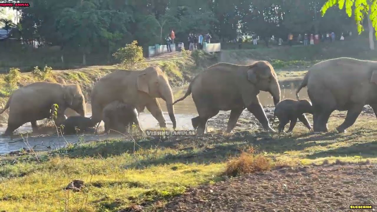 5 february 2026 #assam #animals 