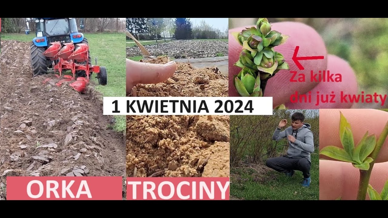 Trociny do Sadzenia Bor&oacute;wki Amerykańskiej a Także Relacja z Wegetacji Bor&oacute;wek na Plantacji !!
