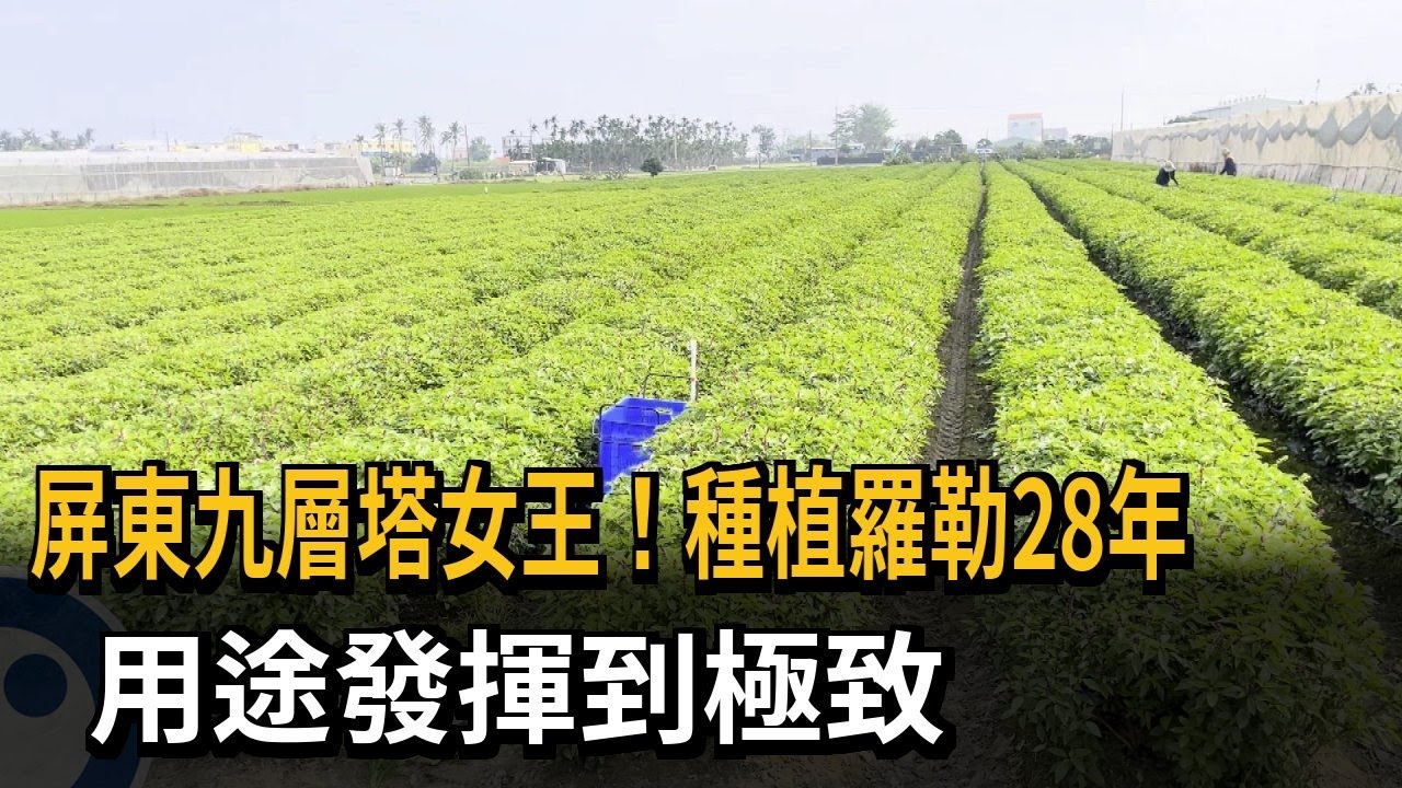 屏東九層塔女王！種植羅勒28年　用途發揮到極致－民視新聞
