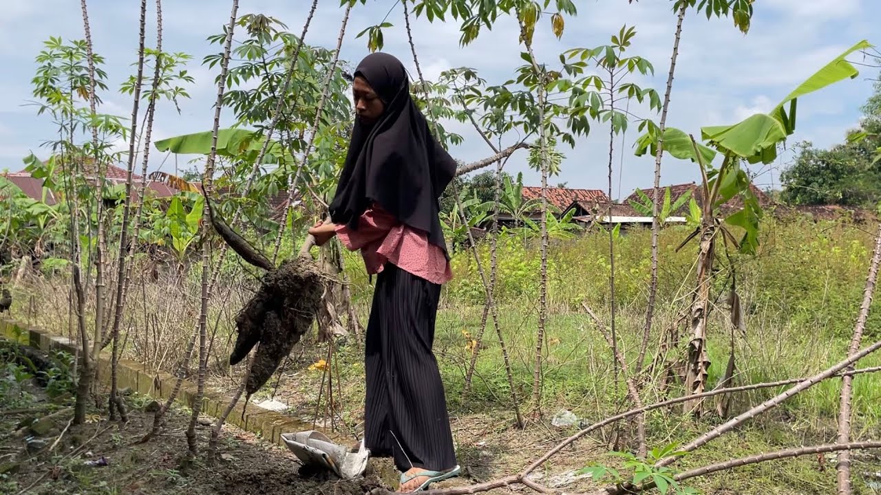 Masak di Desa || Berbagai Olahan Singkong (Cassava) dari Kebun, Kolak, Kukus, Cincang