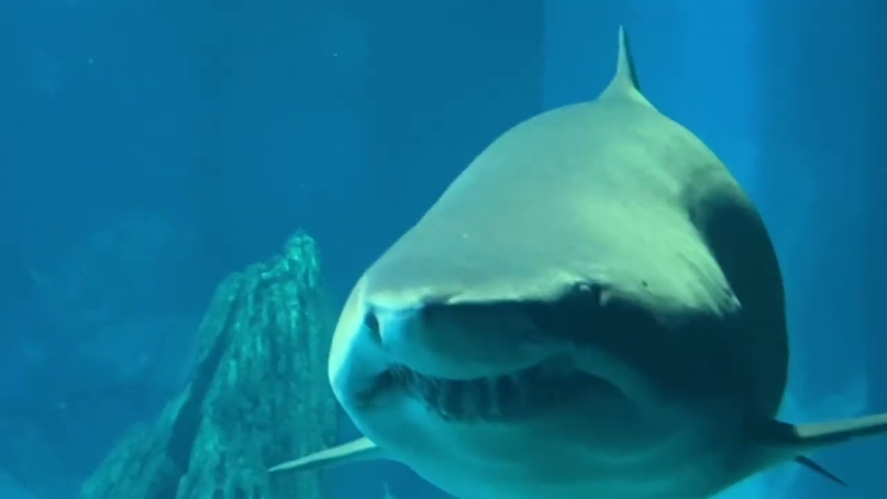 Eye to eye with a big shark... So close!