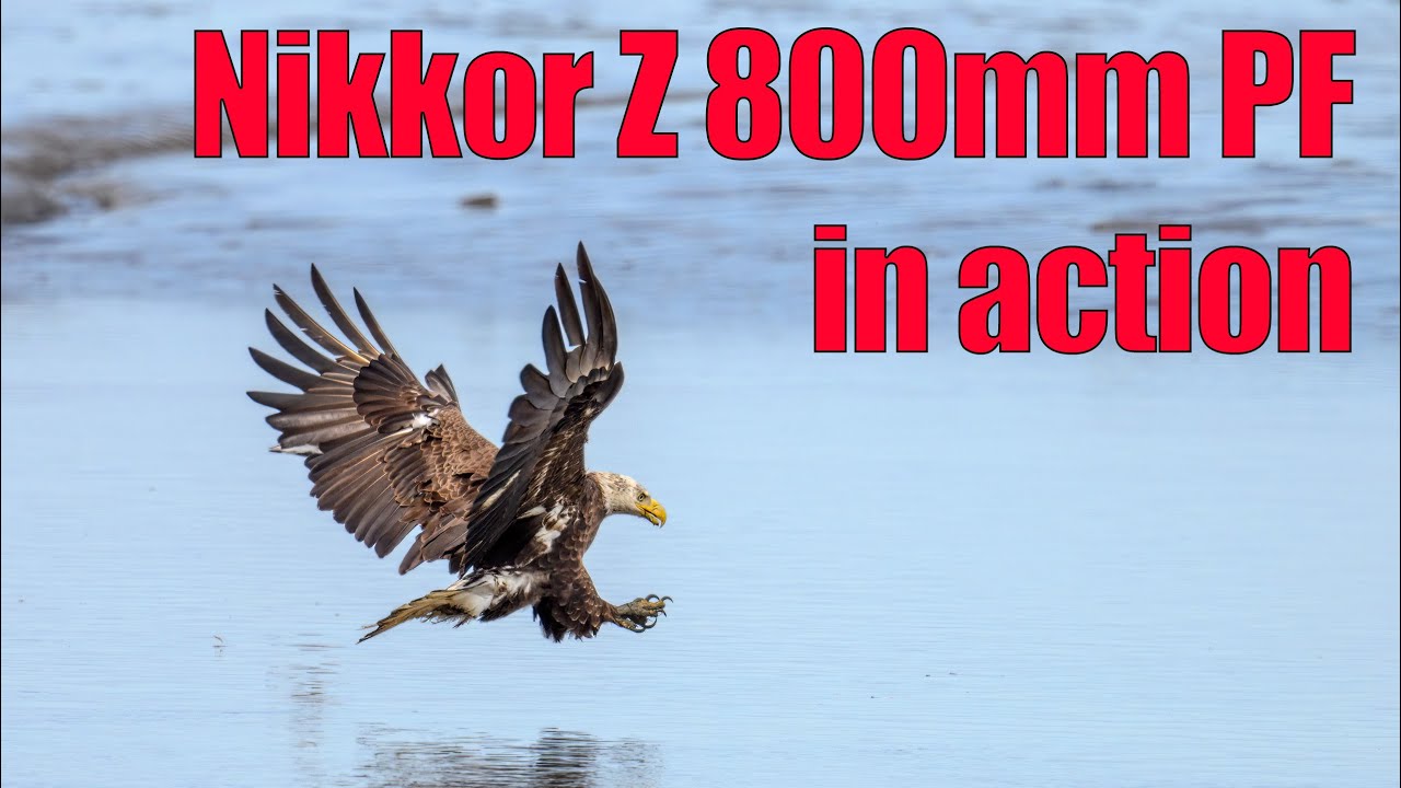 Nikkor Z 800mm PF and Bald Eagles