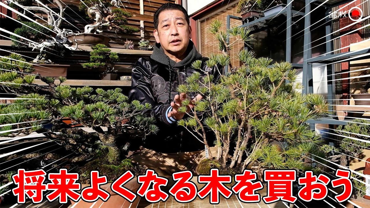 将来よくなる木を予測する方法。購入時の考え方と株立ちの五葉松【盆栽Q】