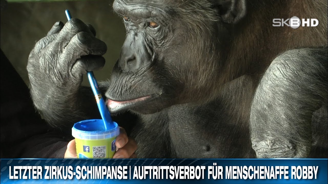 LETZTER ZIRKUS-SCHIMPANSE | AUFTRITTSVERBOT FÜR MENSCHENAFFE ROBBY