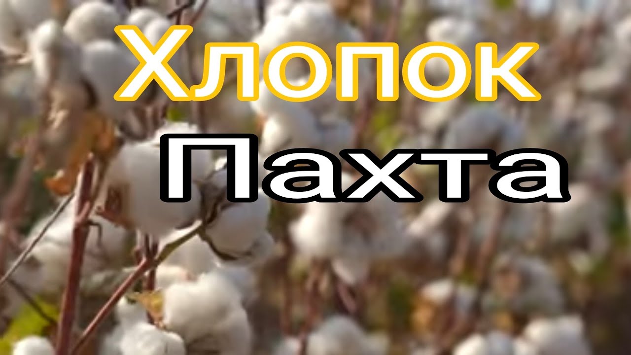 Пахтаи навъи Эдесса Турки капсула қопчаш 25 килога дасгириро фаромӯш накунед поделитсия кунед.