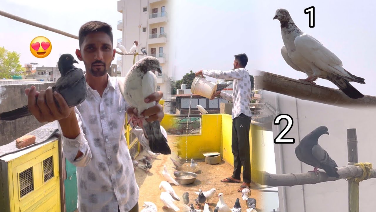 Maza Aagya Aaj 2 Kabootar Pakad Ke 😍