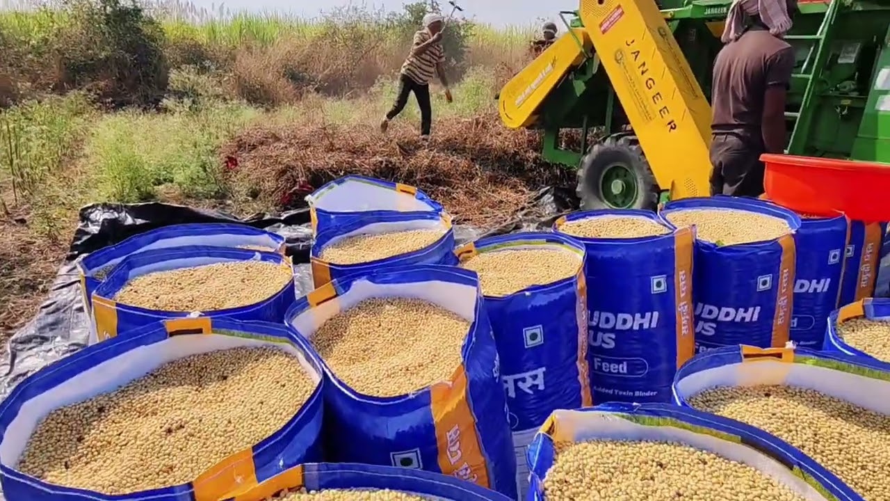 Indian farmer 👳 JANGEER Machine Soybean harvesting 🫛 सोयाबीन ची रास