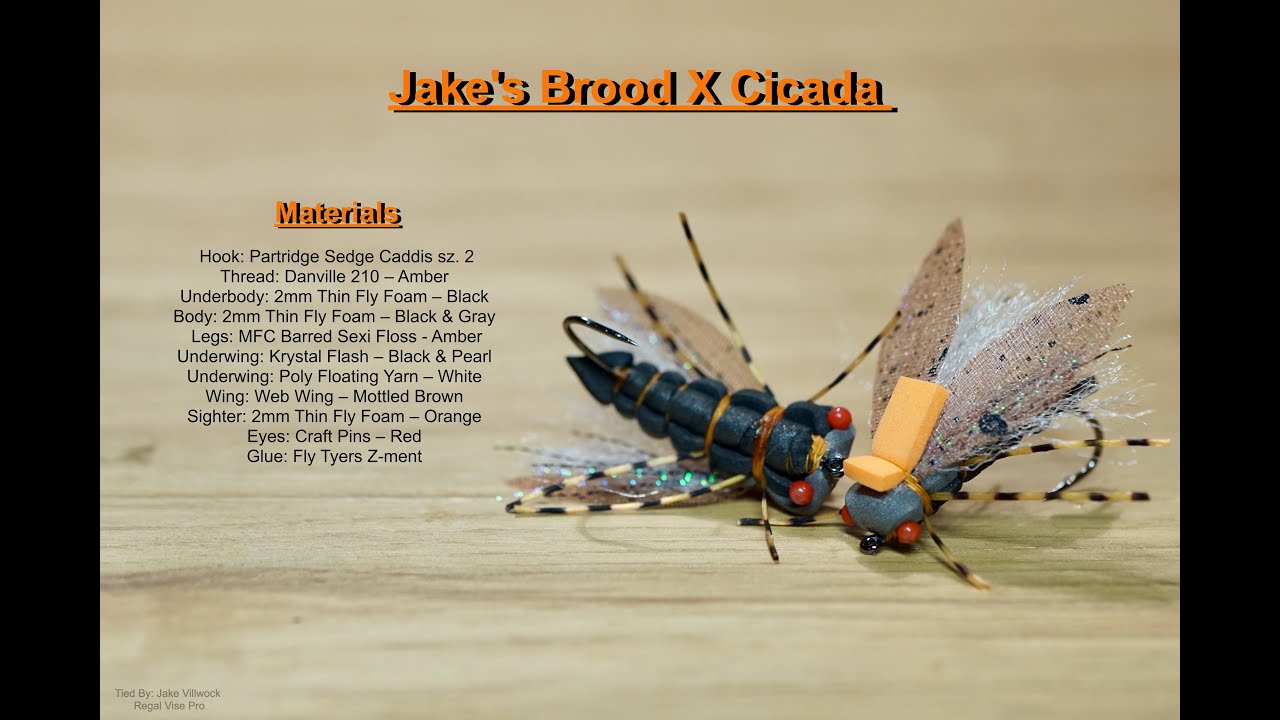 Jake's Brood X Cicada