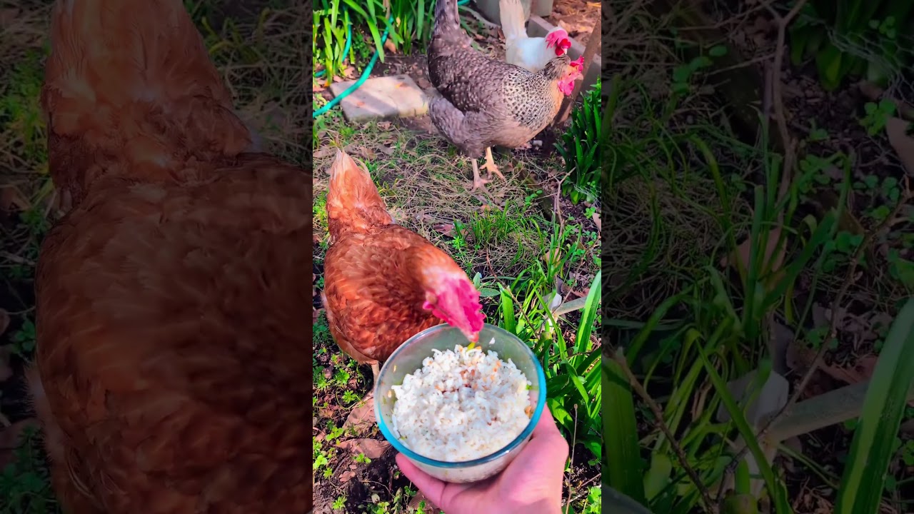 Spoiled Chicken #shorts