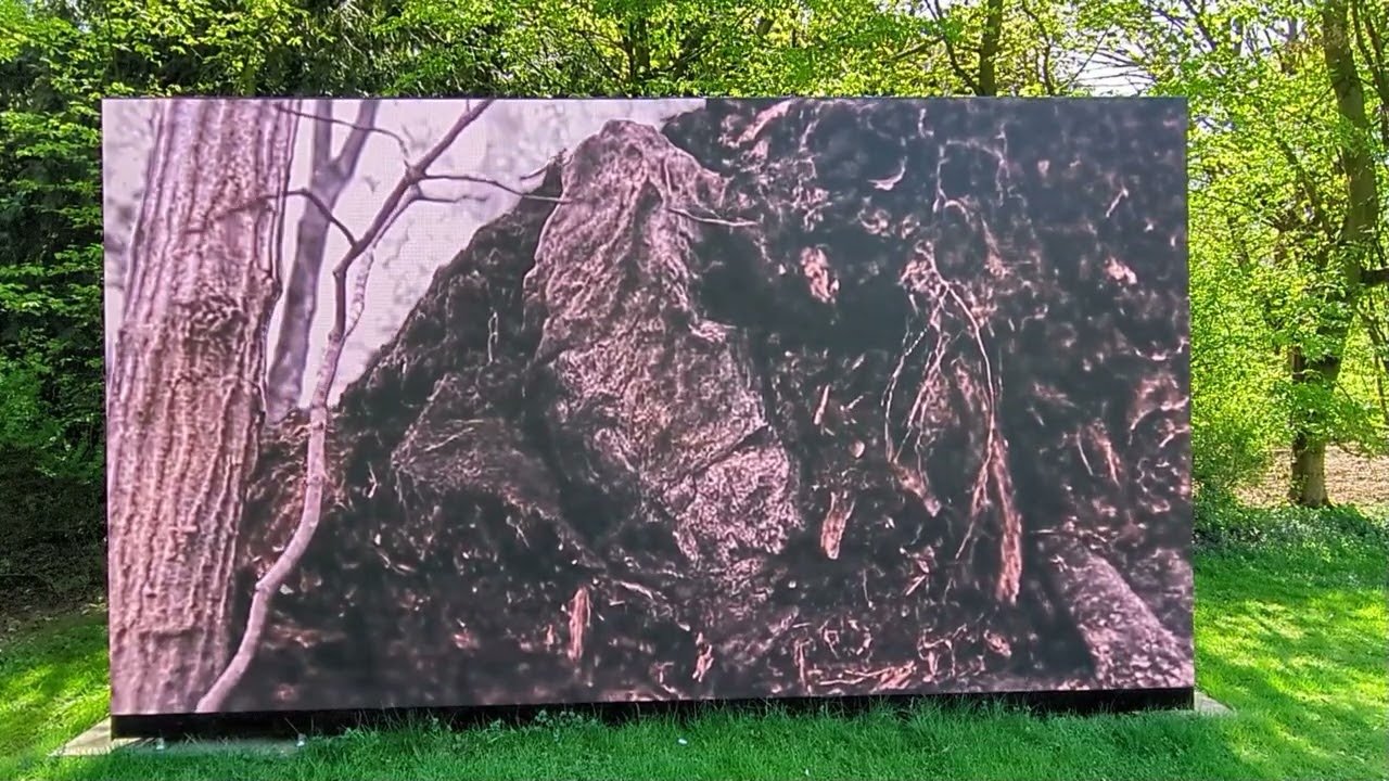 Videoprojektion im Skulpturenpark Köln – Kunst über Äste und Fehlfarben