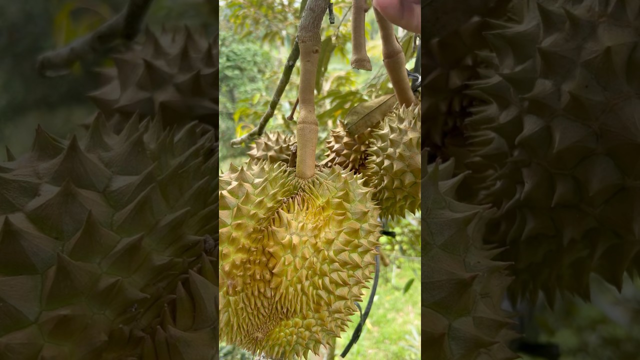 Durian suara lembut #doniartawan