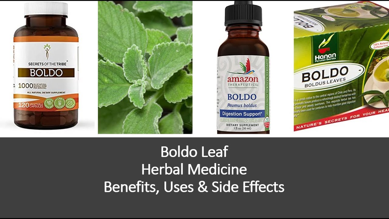 Boldo Leaf -  Herbal Medicine  - Benefits, Uses & Side Effects