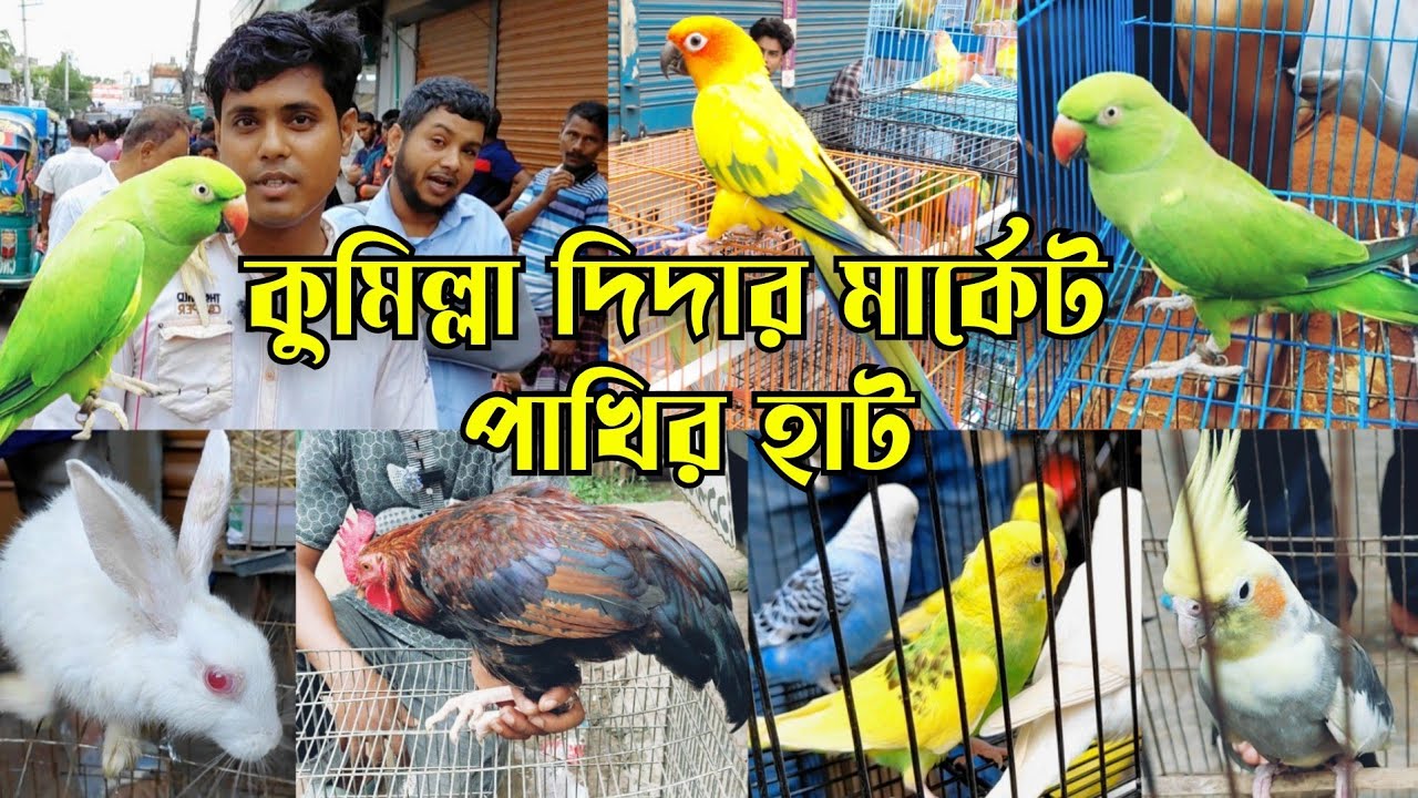 সবুজ টিয়া কুমিল্লা পাখির হাট || Bird market in Bangladesh || কুমিল্লা দিদার মার্কেট পাখির হাট