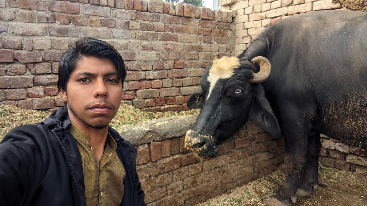 Buffalo ko dopahar ke time Chara Dalla|| in this vlog.