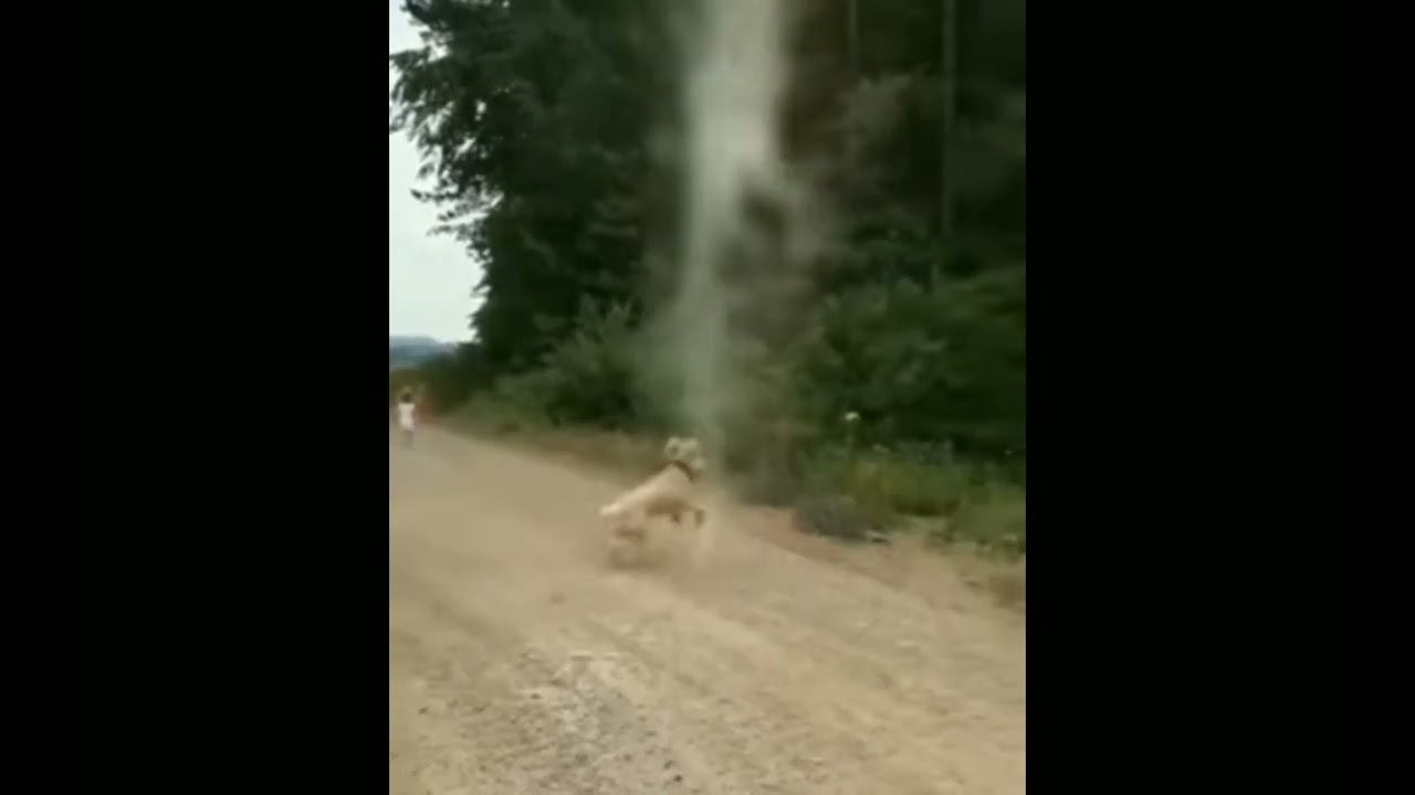 Dog stopping tornado from forming