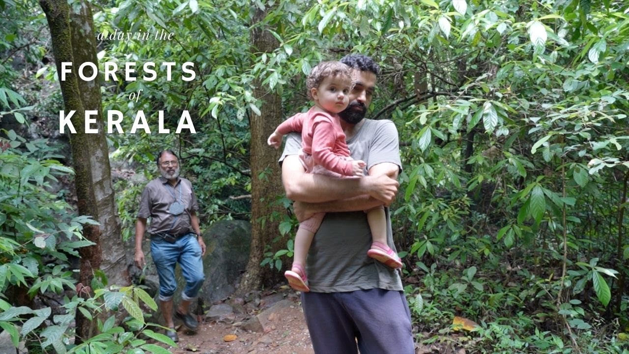 Trekking in the dense jungle and meeting animals - Paithalmala Hill (day 2)