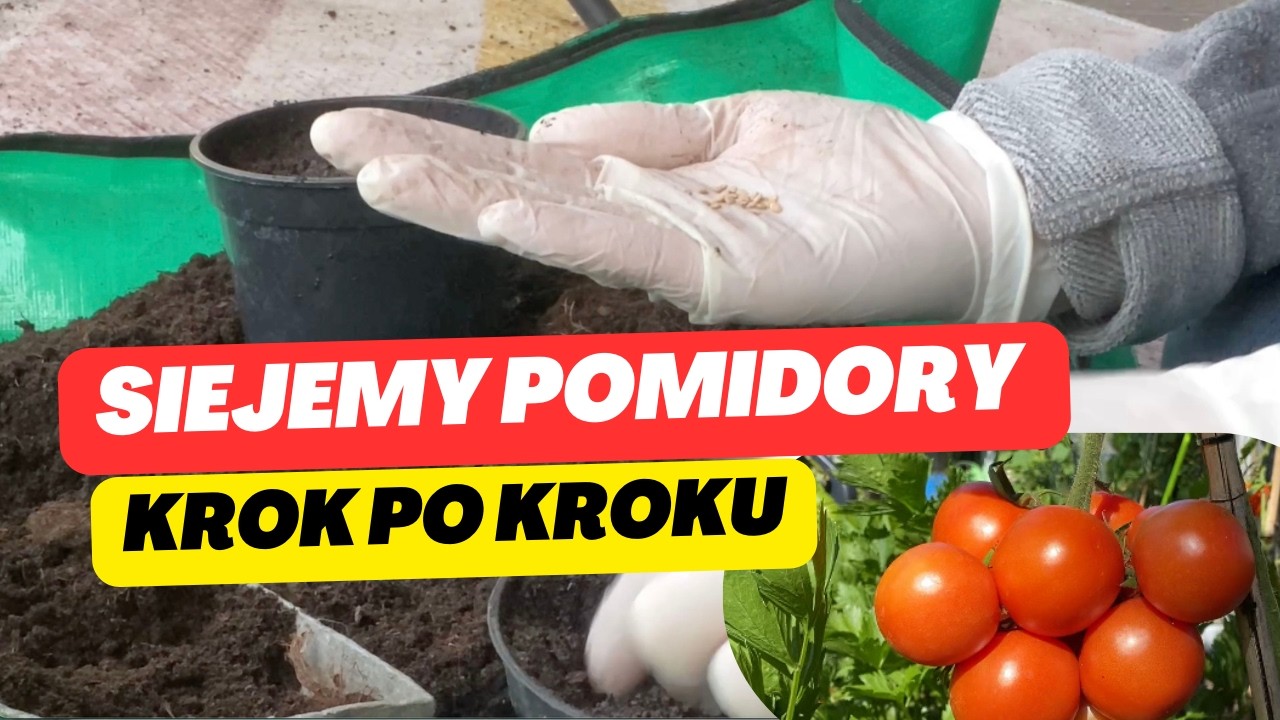 Kluczowy siew pomidorów w marcu – tego nie możesz przegapić | kiedy i jak siać