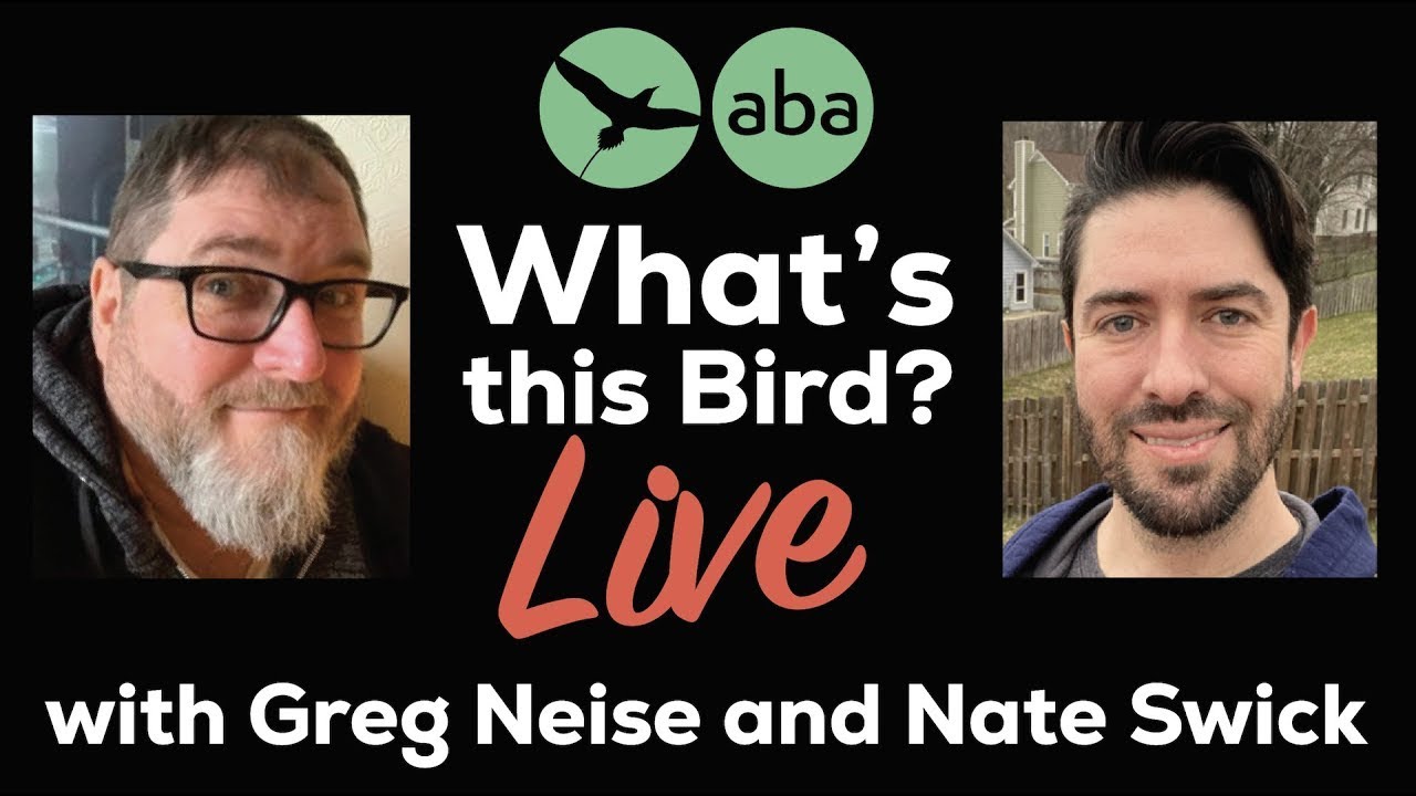 What's This Bird LIVE! February 13, 2026