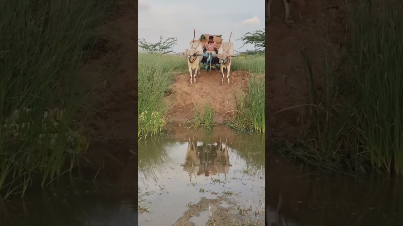 Top quality Hallikar bulls video #song #animal #agriculture #hallikar #hallikarbullrace