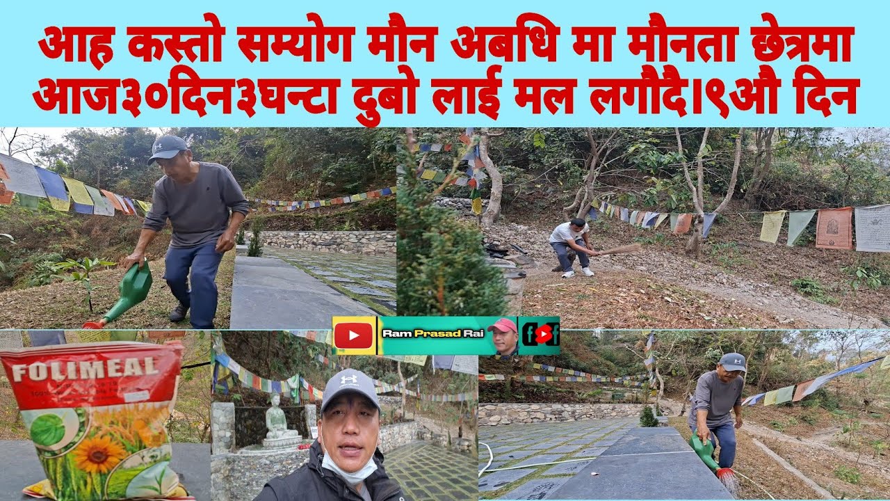 आह कस्तो सम्योग मौन अबधि मा मौनता छेत्रमा आज३०दिन३घन्टा दुबो लाई मल लगौदै।९औ दिन