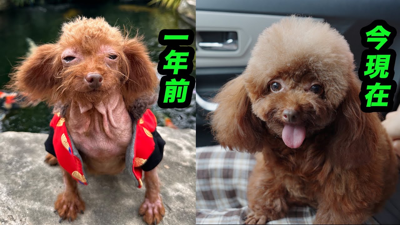 同じ犬だと言っても誰も信じてくれない！ゴミ捨て場で拾った元野良犬・桜ちゃんの1年後の変化