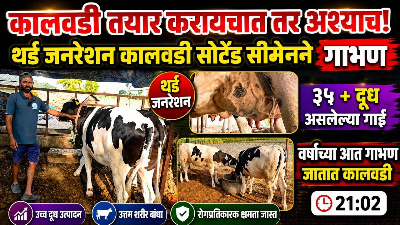 कालवडी तयार कराव्या तर अश्याच! गोठ्यावरील SIP - कालवड संगोपन! डबल आर्थिक परतावा! #कालवडीसंगोपन